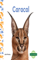 Caracal