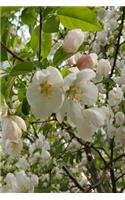 Springtime Journal Beautiful Flowering Tree