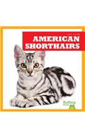American Shorthairs