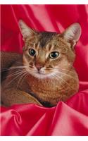 2020 Daily Planner Resting Cat Photo 388 Pages: 2020 Planners Calendars Organizers Datebooks Appointment Books Agendas