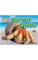 Hermit Crabs: (Day at the Beach: Animal Life on the Shore)