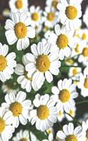 Chamomile Notebook: An Herb That Comes from the Daisy-Like Flowers of the Asteraceae Plant Family. It Has Been Consumed for Centuries as a Natural Remedy. to Make Chamo