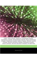 Articles on Grus, Including: Brolga, Common Crane, Sandhill Crane, Whooping Crane, Red-Crowned Crane, Siberian Crane, Sarus Crane, White-Naped Crane, Black-Necked Crane, Hooded 