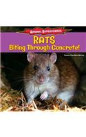 Rats: Biting Through Concrete!: Biting Through Concrete!