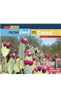 From Seed to Cactus: (Start to Finish, Second Series)