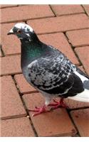 Spotted Dove Bird Journal