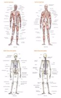 Anatomy Poster