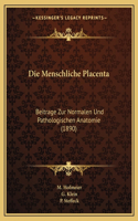 Menschliche Placenta