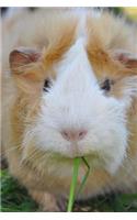 Cutest Guinea Pig Portrait Journal: 150 Page Lined Notebook/Diary