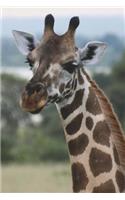 Ugandan Giraffe Journal