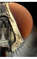 Eyes Notebook