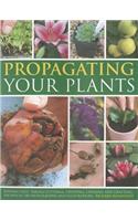 Propagating Your Plants