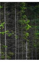Forest Notebook 6x9 glossy softcover 150 lined pages