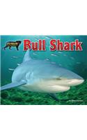 Bull Shark