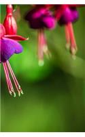 Fuchsias Notebook