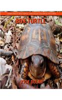 Box Turtle! Learn about Box Turtle and Enjoy Colorful Pictures