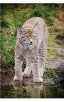 Notebook - Big Cat