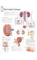 Urinary System Paper Poster