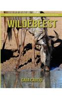 Wildebeest