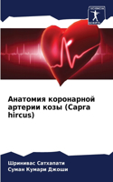 Анатомия коронарной артерии козы (Capra hircus)