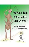 What Do You Call An Ant