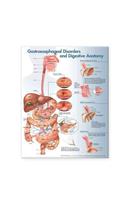 Gastroesophageal Disorders and Digestive Anatomy Chart