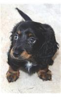 Hunde Dackel Notizbuch
