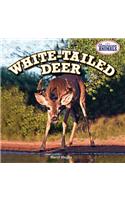 White-Tailed Deer