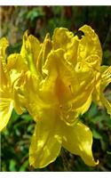 Journal Springtime Pretty Rhododendron: (Notebook, Diary, Blank Book)(Flower Photo Journals Notebooks Diaries)