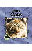 Tabby Cats