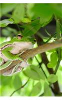 Frog Resting High in a Tree Journal