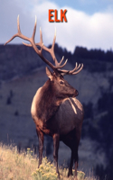 Elk: Amazing Facts & Pictures