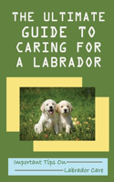 The Ultimate Guide To Caring For A Labrador