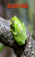 Glass Frog: Fun Facts & Cool Pictures