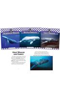 Whales Set 1 (Set)