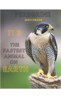 Peregrine falcon Sketchbook Large sketchbook for drawing 8.5 x 11 inch (21.59 x 27.94 cm) 150 pages