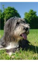 Bearded Collie Relaxing in the Sun Journal: Take Notes, Write Down Memories in this 150 Page Lined Journal