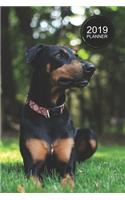 Doberman Pinscher Planner: 2019 Organizer and Notebook