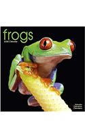 Frogs Calendar 2018