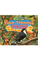Toco Toucans
