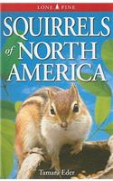 Squirrels of North America
