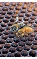 Bees in a Hive Journal: 150 Page Lined Notebook/Diary
