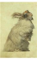 English Angora Rabbit