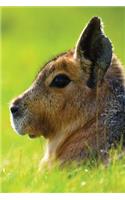 Short-Eared Hare Notebook: Blank Journal Diary Log(47 Wildlife 150 Lined)