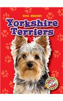 Yorkshire Terriers