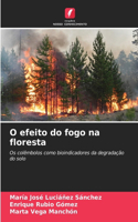 O efeito do fogo na floresta