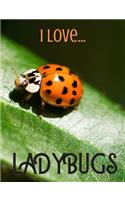 I Love Ladybugs: Composition Size - Lined Notebook / Journal. Ideal gift for the ladybug lover.