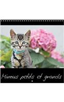 Minous Petits Et Grands 2018: Calendrier Sur Les Chats(Calvendo Animaux)