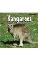 Kangaroos