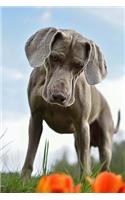 Silver Gray Weimaraner Puppy Dog Checking Out the Orange Flowers Pet Journal
